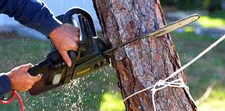  Norwich, NY Tree Services Pros
