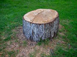 Best Tree and Shrub Care  in Norwich, NY