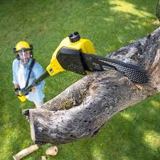 Best Tree Preservation Services  in Norwich, NY
