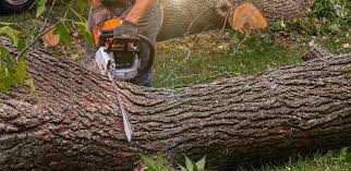 Best Tree Disease Treatment  in Norwich, NY