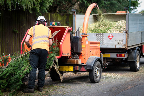 Best Utility Line Clearance  in Norwich, NY