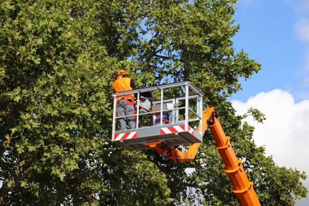 Best Root Management and Removal  in Norwich, NY