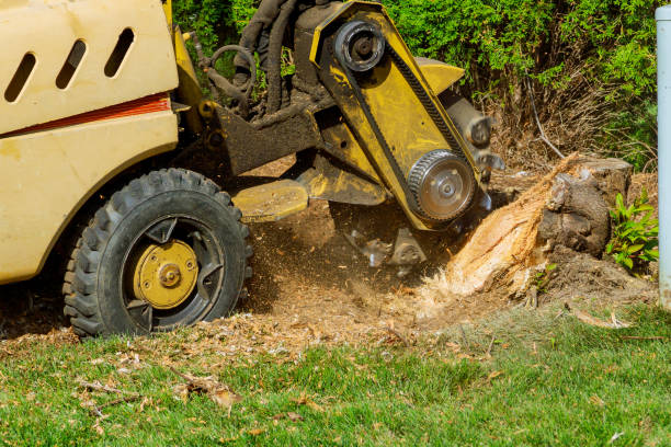 Best Artificial Turf Installation  in Norwich, NY