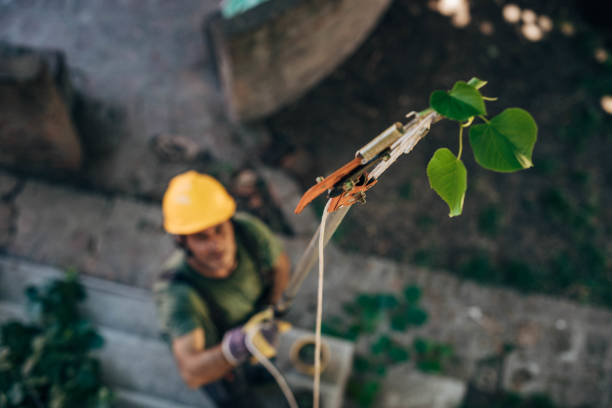Reliable Norwich, NY Tree Services Solutions