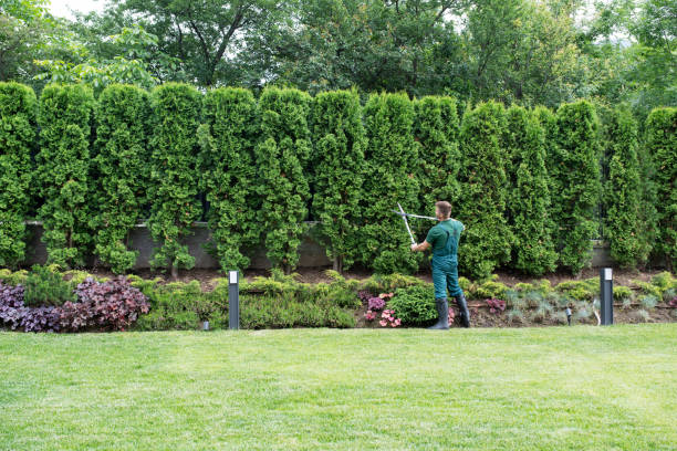 Best Commercial Tree Services  in Norwich, NY