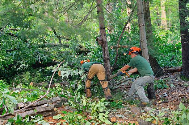 Best Firewood Processing and Delivery  in Norwich, NY