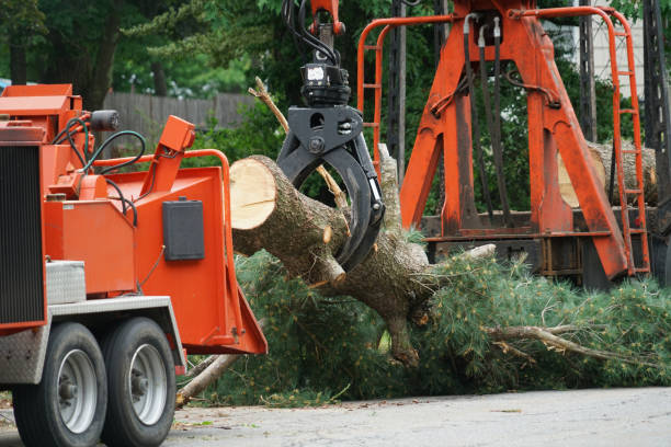 Best Lawn Pest Prevention  in Norwich, NY