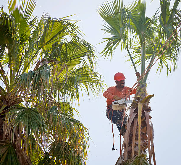 Best Tree Maintenance Programs  in Norwich, NY