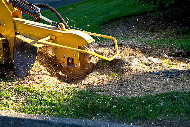 How Our Tree Care Process Works  in  Norwich, NY