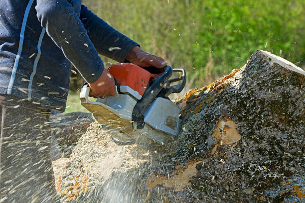 Best Lawn Disease Treatment  in Norwich, NY